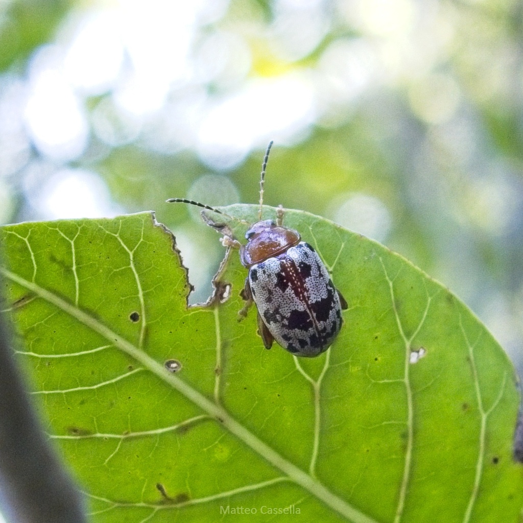 Blepharida punctatissima