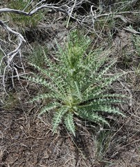 Cirsium cymosum canovirens