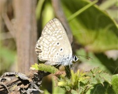 Hemiargus ceraunus astenidas