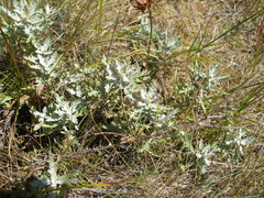 Eriophyllum lanatum integrifolium