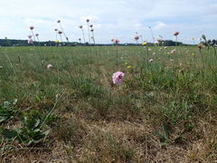 Armeria maritima elongata