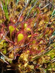 Drosera × obovata