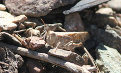 Circotettix splendidus