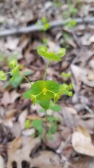 Euphorbia roemeriana