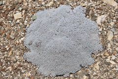 Eriogonum kennedyi