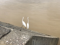 Ardea alba