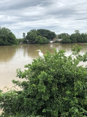 Ardea alba