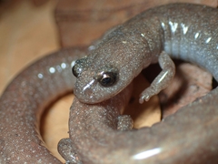 Garden Slender Salamander photo 1