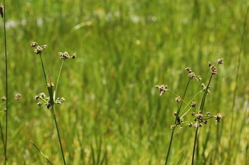 Scirpus diffusus
