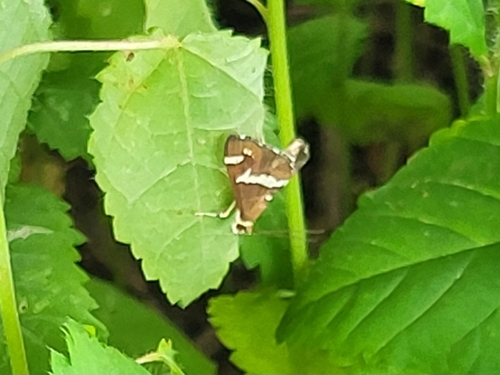 Hawaiian Beet Webworm Moth