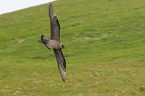 mandrião-parasítico (Stercorarius parasiticus)