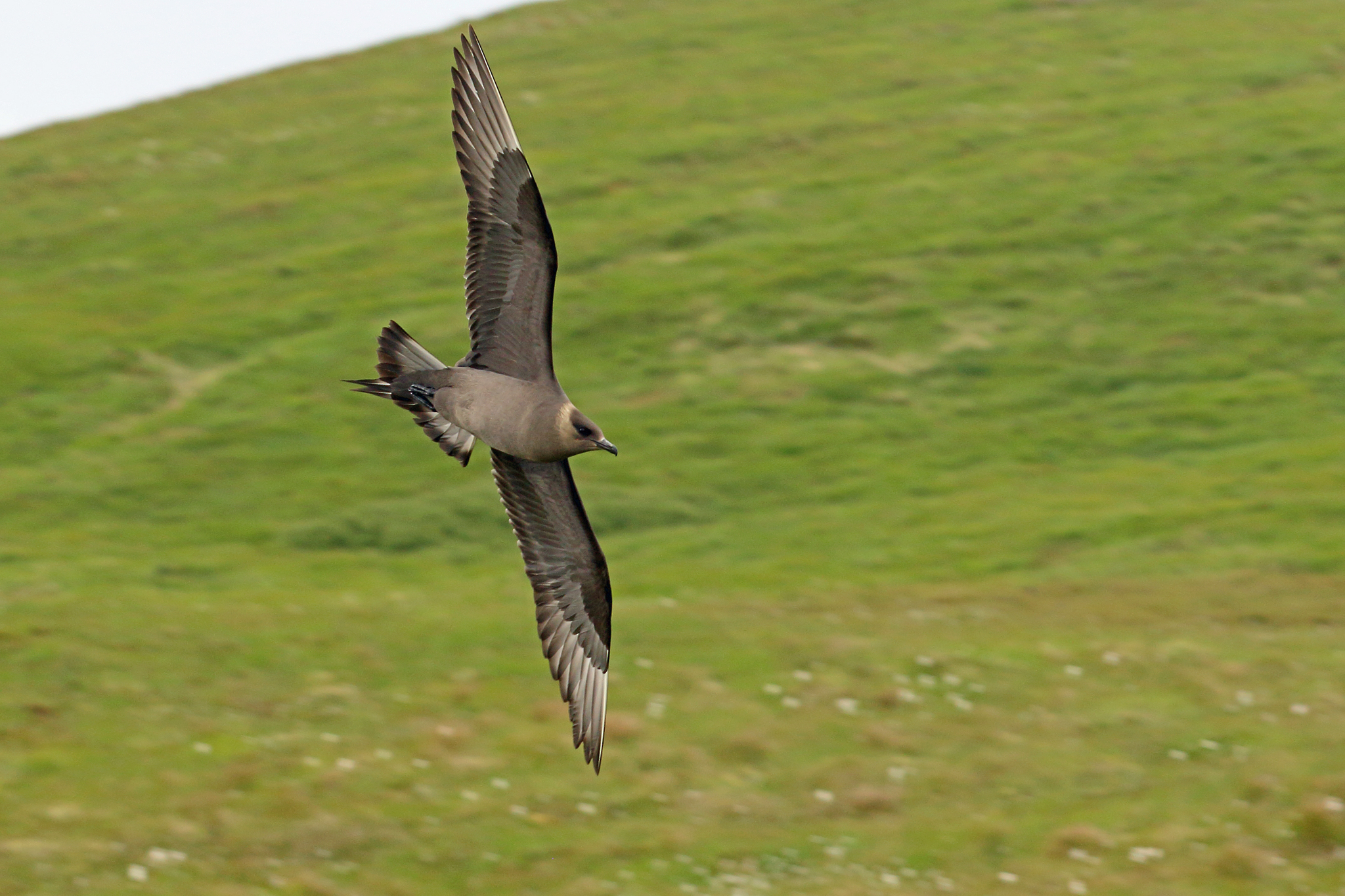 Arctic Skua (Stercorarius parasiticus)