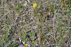 Potentilla arenosa