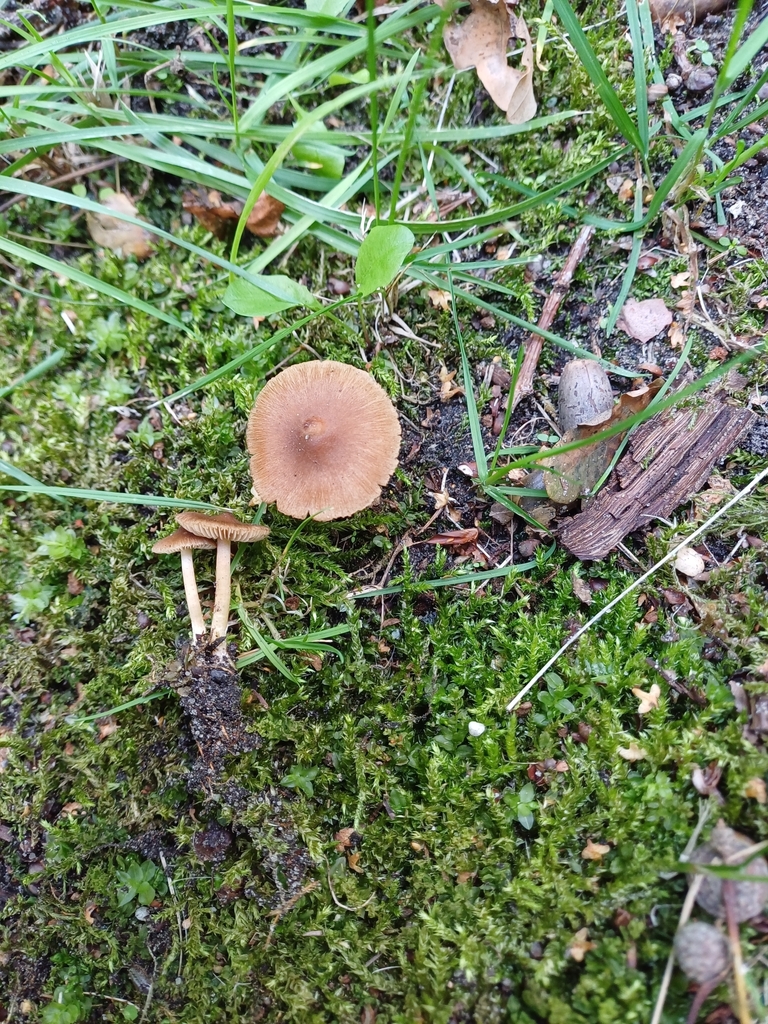 Inocybe glabripes