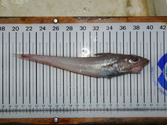 Hollowsnout Grenadier photo 4