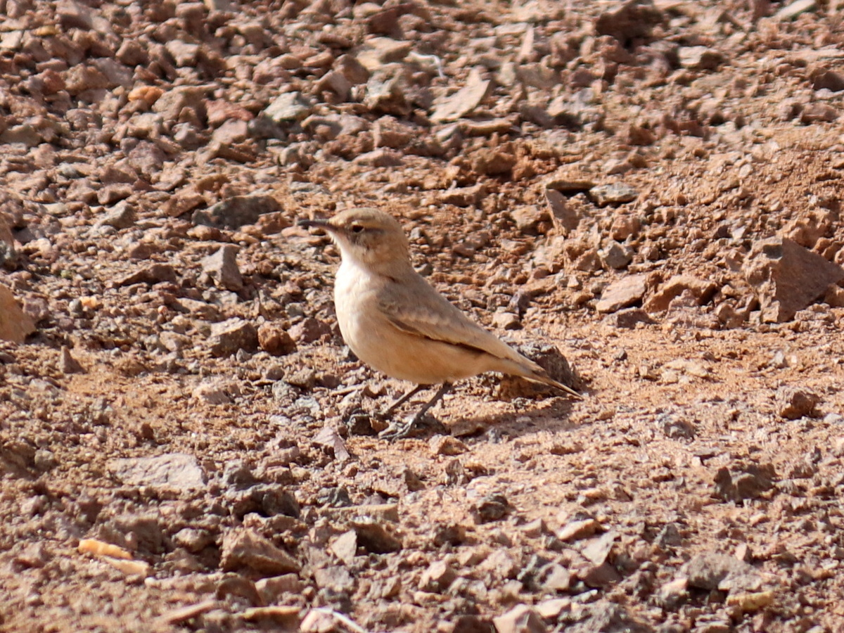Greyish Miner (Geositta maritima), photo 10