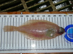 American Plaice photo 5