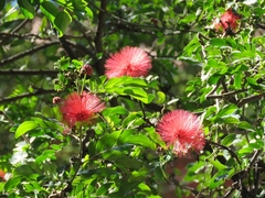 Calliandra