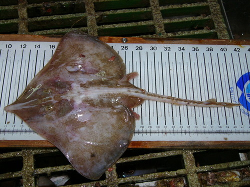 Photo of Common skate (Dipturus batis)