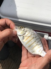 Amphistichus argenteus