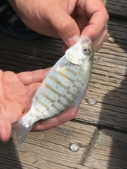 Amphistichus argenteus