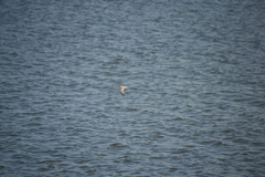 Sternula antillarum browni