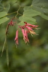 Bauhinia erythrocalyx