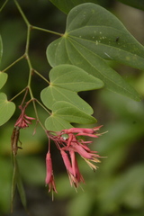 Bauhinia erythrocalyx
