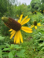 Rudbeckia maxima