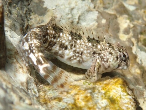 Montagu's Blenny, photo 3 of 9