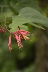 Bauhinia erythrocalyx