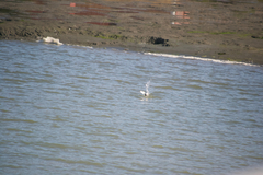 Sternula antillarum browni