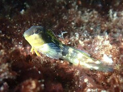 Adriatic Blenny photo 4