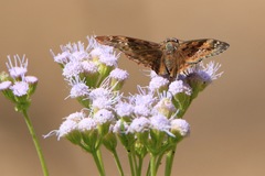 Atalopedes campestris huron