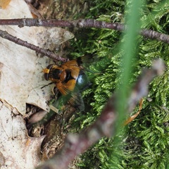 Volucella inflata