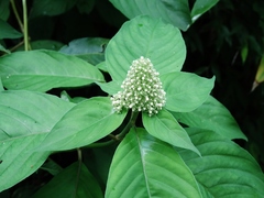 Palicourea hebeclada