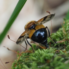 Volucella inflata