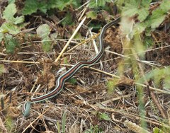Thamnophis sirtalis tetrataenia