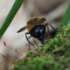 Volucella inflata