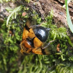 Volucella inflata