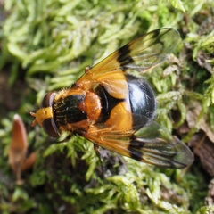 Volucella inflata
