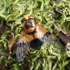 Volucella inflata