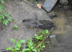 Gallinula chloropus