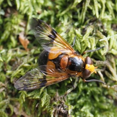 Volucella inflata