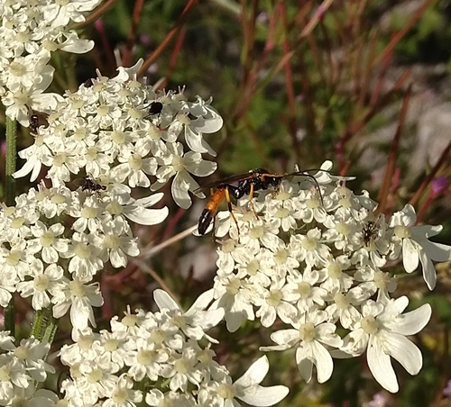 Perilissus rufoniger