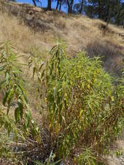 Helianthus californicus