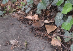 Troglodytes troglodytes