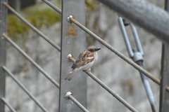 Passer domesticus