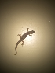 Lepidodactylus lugubris