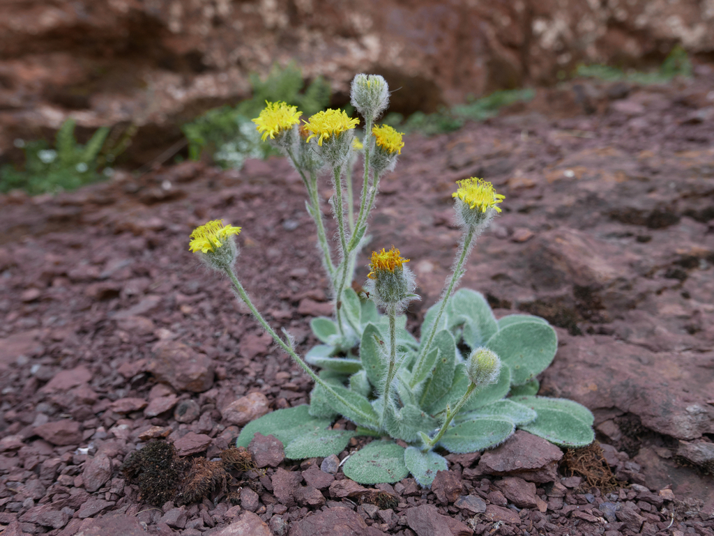 Hieracium lainzii
